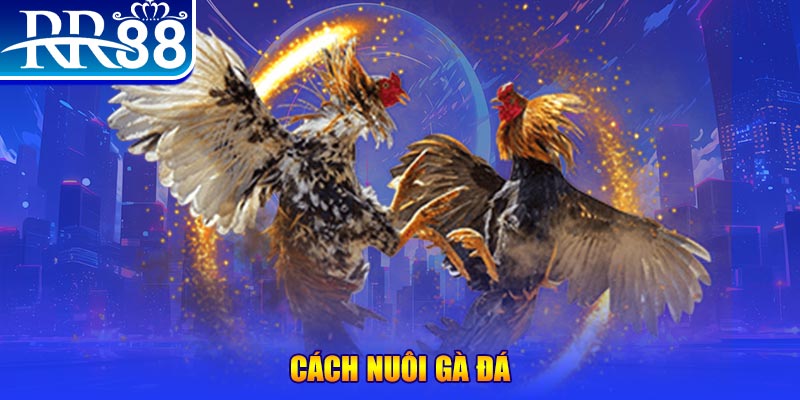 b52 win đăng nhập phỏm đổi thưởng