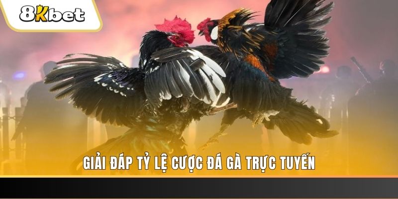 b52 win ga choi cau thanh
